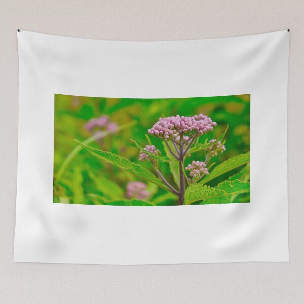 Item preview, Showy Milkweed, a Canadian Wildflower designed and sold by colorfulbundles.