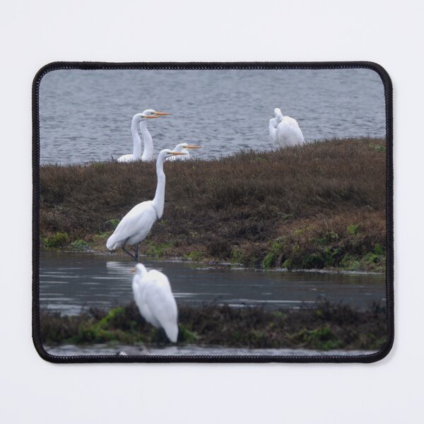 Item preview, Four Great Egrets pointing to the right designed and sold by lisavonbiela.