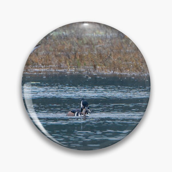 Item preview, Male Hooded Merganser with crab held in its beak designed and sold by lisavonbiela.