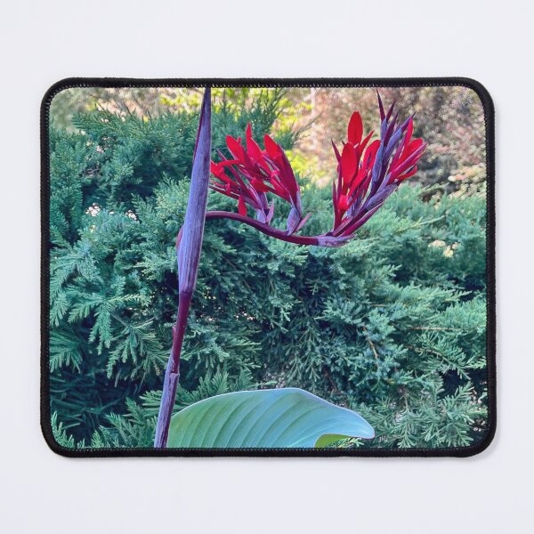 Item preview, Red Canna Lily Botanical Photography designed and sold by Be Captured by Brittany Emma.