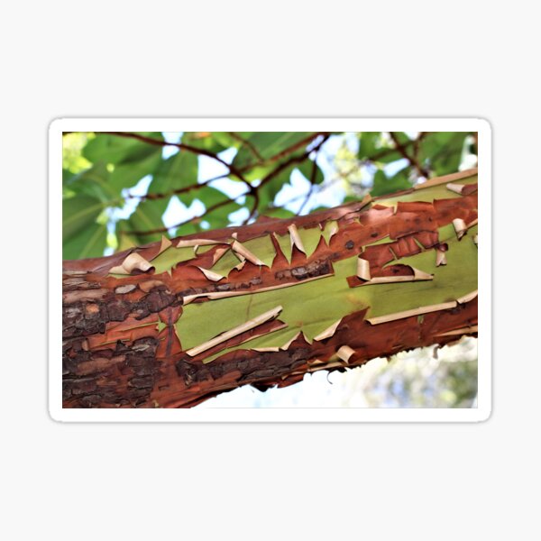 Item preview, Peeling Madrone Bark designed and sold by Martha Sherman.