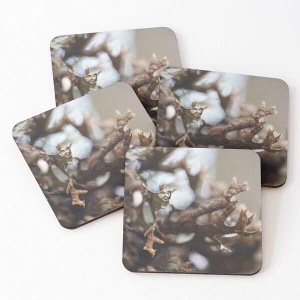Item preview, Nature’s Threads: Spider Webs on a Wild Plant designed and sold by trinest.