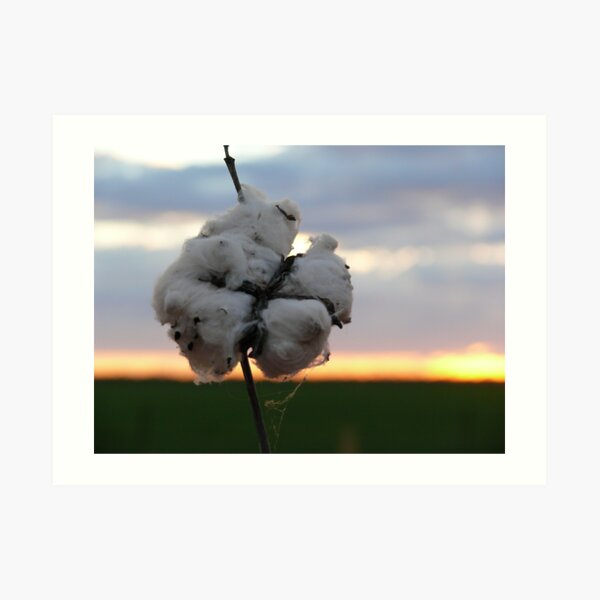 Cotton Fields back Home (1) Art Print