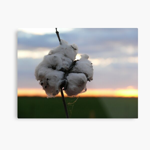 Cotton Fields back Home (1) Metal Print