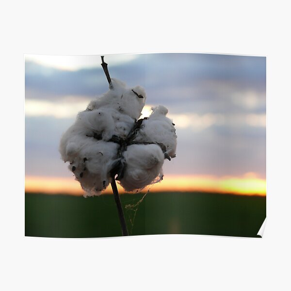 Cotton Fields back Home (1) Poster