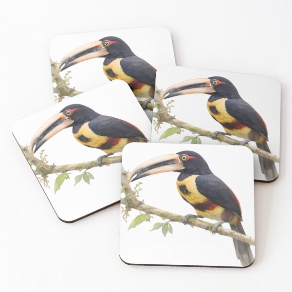 Item preview, Pale-mandibled Aracari (Collared Aracari) designed and sold by HOMETOWN86.