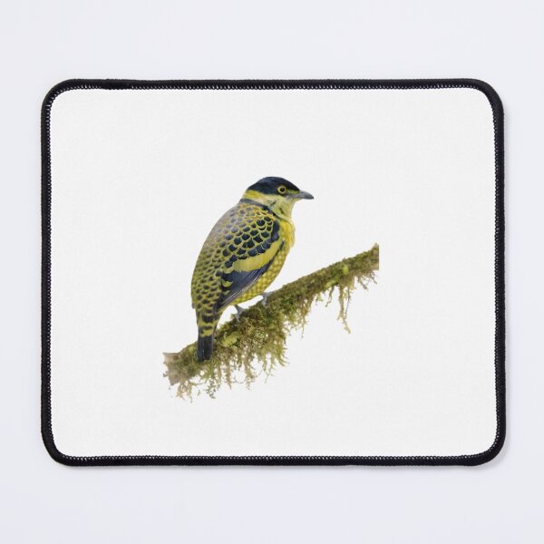 Item preview, Scaled Fruiteater (Ampelioides tschudii) designed and sold by HOMETOWN86.