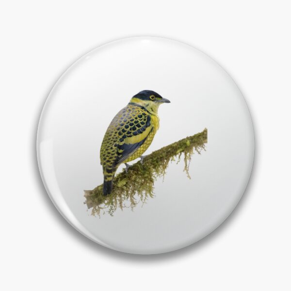 Item preview, Scaled Fruiteater (Ampelioides tschudii) designed and sold by HOMETOWN86.