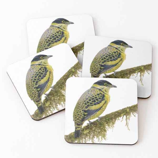 Item preview, Scaled Fruiteater (Ampelioides tschudii) designed and sold by HOMETOWN86.