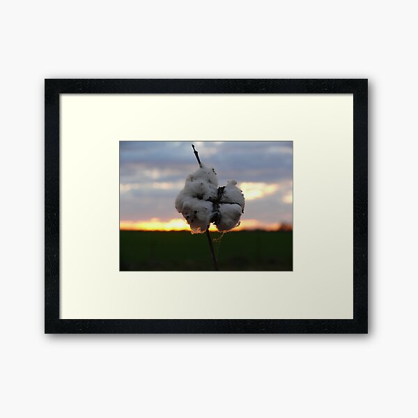 Cotton Fields back home (2) Framed Art Print