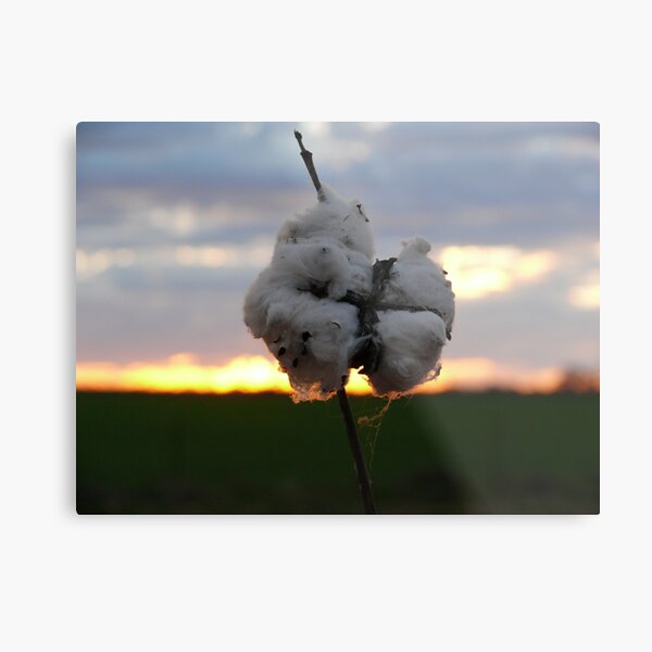 Cotton Fields back home (2) Metal Print