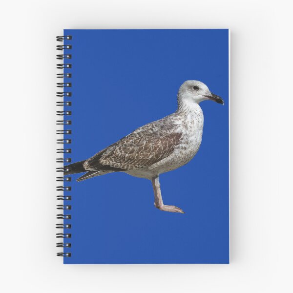 Item preview, Close-up of a juvenile yellow-legged gull designed and sold by Alan-David.