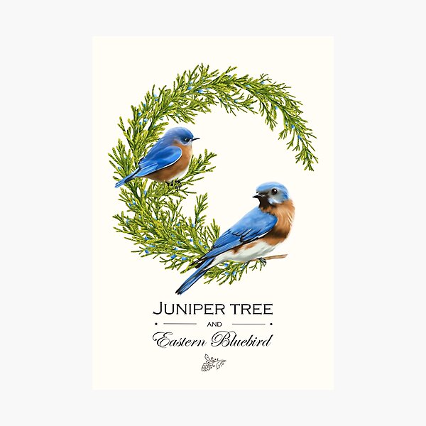 Item preview, Eastern Bluebird on Juniper tree designed and sold by Art_By_Wing.