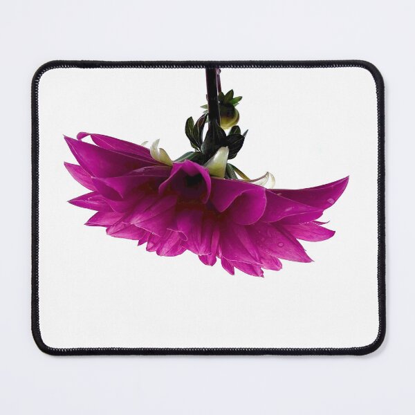 Item preview, Upside Down Fuchsia Dahlia Floral Photography designed and sold by Licorice Moon.