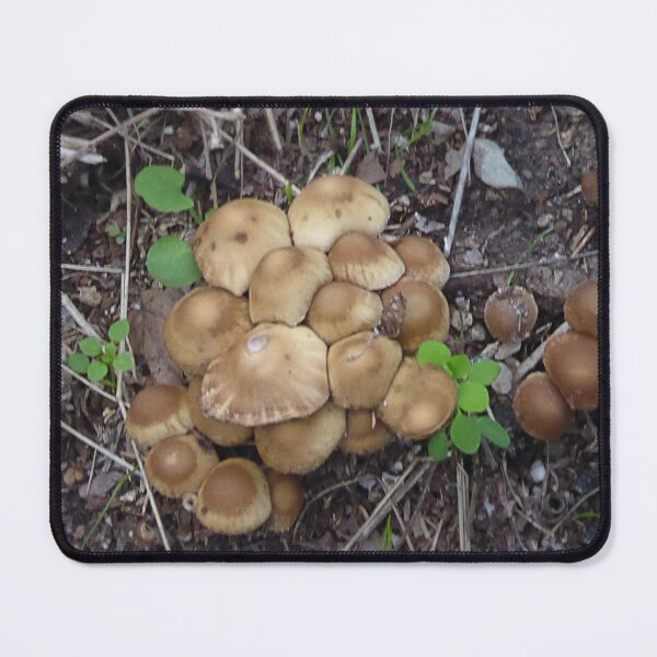 Item preview, Prolific designed and sold by Paul Pasco.