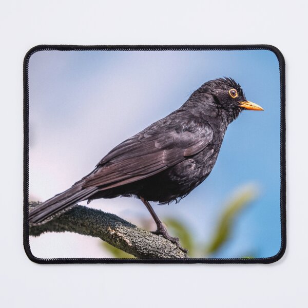 Item preview, Blackbird Perched on a Branch designed and sold by Tom McPherson Photography.