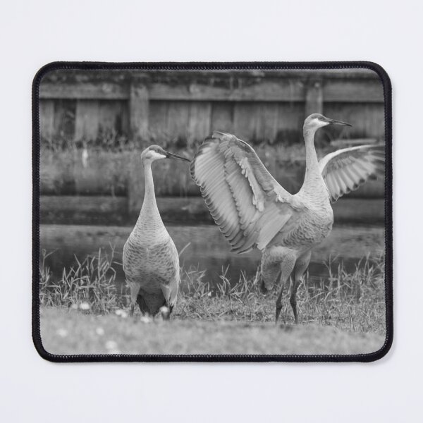 Item preview, The powerful motion of a sandhill crane’s wings is captured mid-movement in Tampa, Florida designed and sold by EyezWatchin.