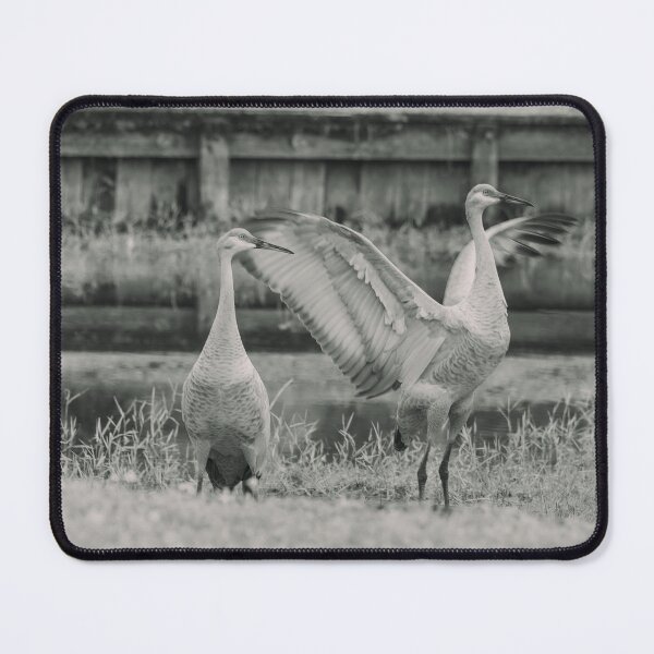 Item preview, The powerful motion of a sandhill crane’s wings is captured mid-movement in Tampa, Florida designed and sold by EyezWatchin.
