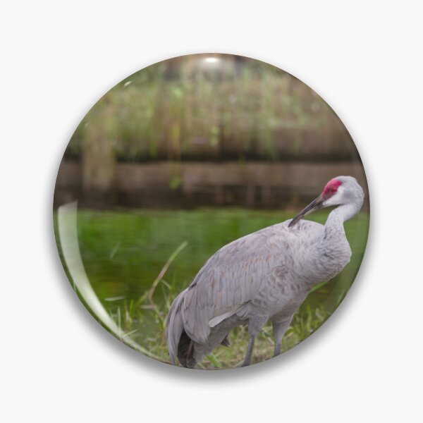 Item preview, A sandhill crane stands in a beautiful pond in Pasco County, Tampa Bay, Florida,  designed and sold by EyezWatchin.