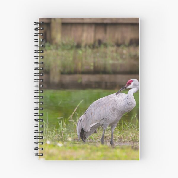 Item preview, A sandhill crane stands in a beautiful pond in Pasco County, Tampa Bay, Florida,  designed and sold by EyezWatchin.