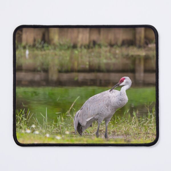 Item preview, A sandhill crane stands in a beautiful pond in Pasco County, Tampa Bay, Florida, designed and sold by EyezWatchin.