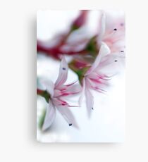 Blossoms Canvas Print