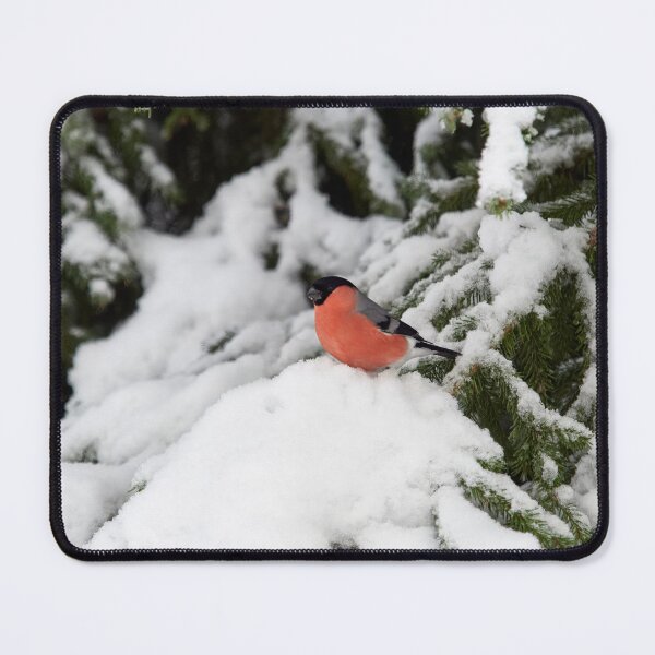 Item preview, Eurasian bullfinch winterscape in spruce designed and sold by Jouko Lehto Photography.