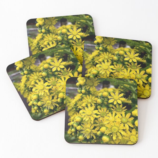 Item preview, Aeonium flowers in closeup designed and sold by Douglas E. Welch Design and Photography.