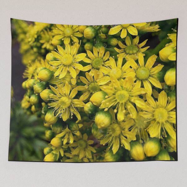 Item preview, Aeonium flowers in closeup designed and sold by Douglas E. Welch Design and Photography.