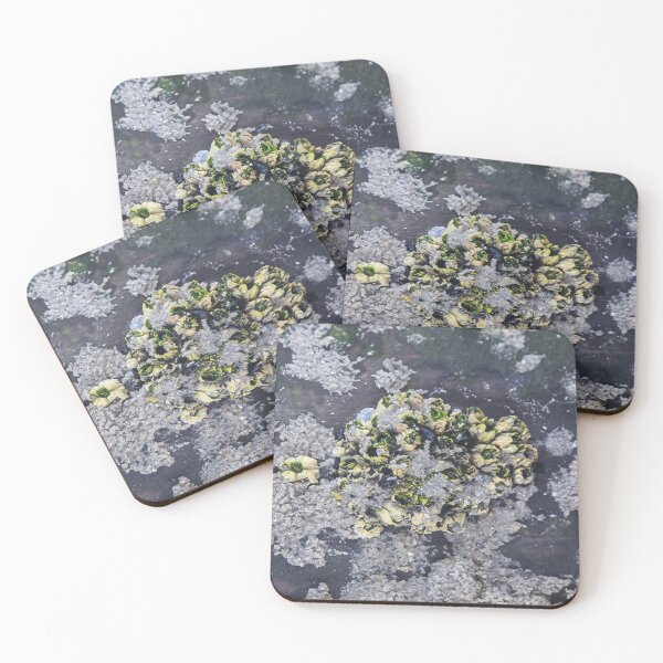 Item preview, Underwater Crustaceans in a Tide Pool designed and sold by heatherfriedman.