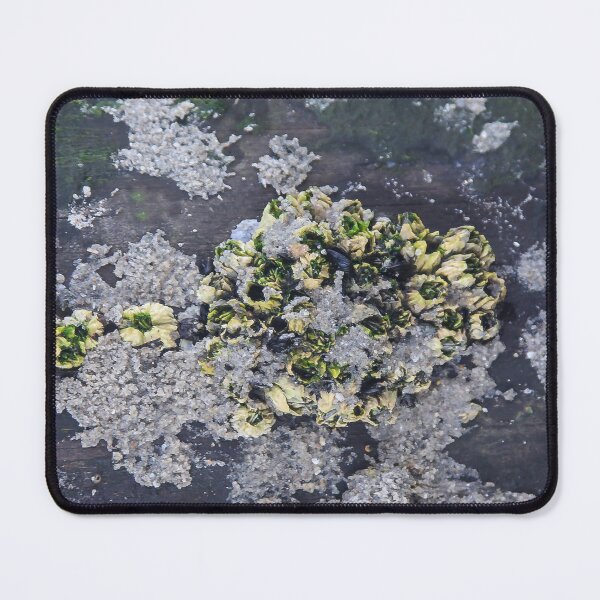 Item preview, Underwater Crustaceans in a Tide Pool designed and sold by heatherfriedman.