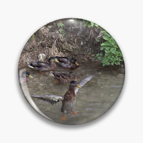 Item preview, Standing Guard (Ducks Along an Italian Stream, Udine) designed and sold by The Wandering Lens.