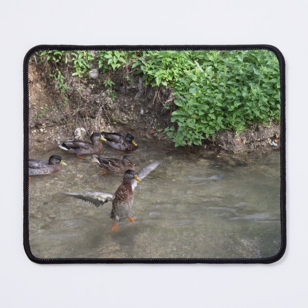 Item preview, Standing Guard (Ducks Along an Italian Stream, Udine) designed and sold by The Wandering Lens.