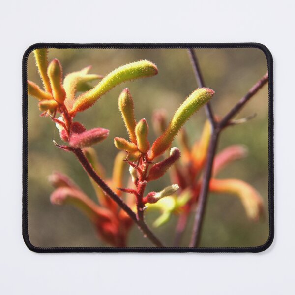 Item preview, Kangaroo Paw Blooms Close-Up - Magpie Springs designed and sold by MagpieSprings.