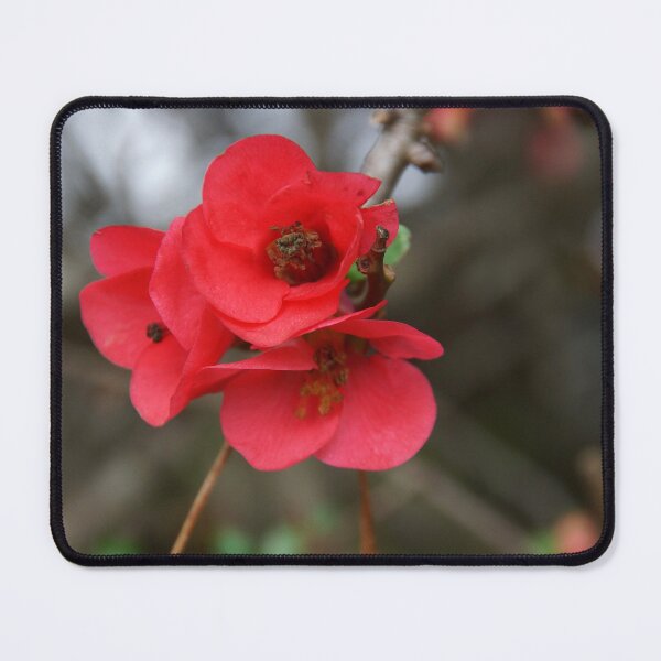 Item preview, Vibrant Japonica Blooms - Magpie Springs designed and sold by MagpieSprings.