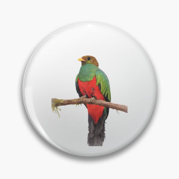 Item preview, Golden-headed Quetzal (Pharomachrus auriceps) designed and sold by HOMETOWN86.