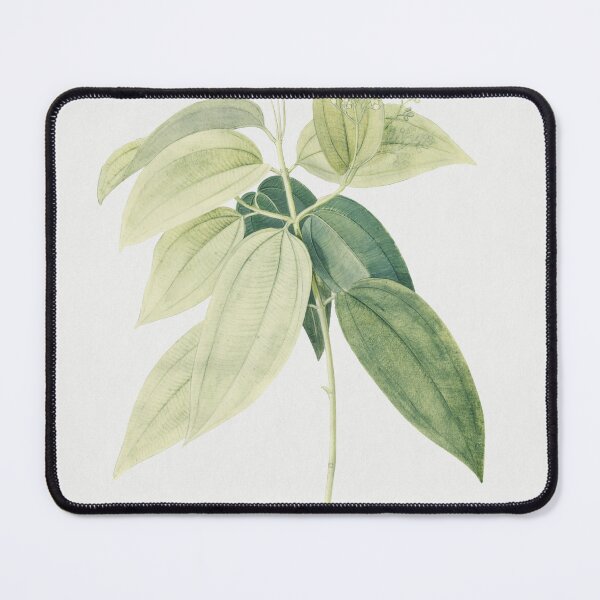 Item preview, Remastered Cinnamomum illustration by Georg Dionysius Ehret (1708-1770). Original from Getty Museum. designed and sold by FineArt Rewind.