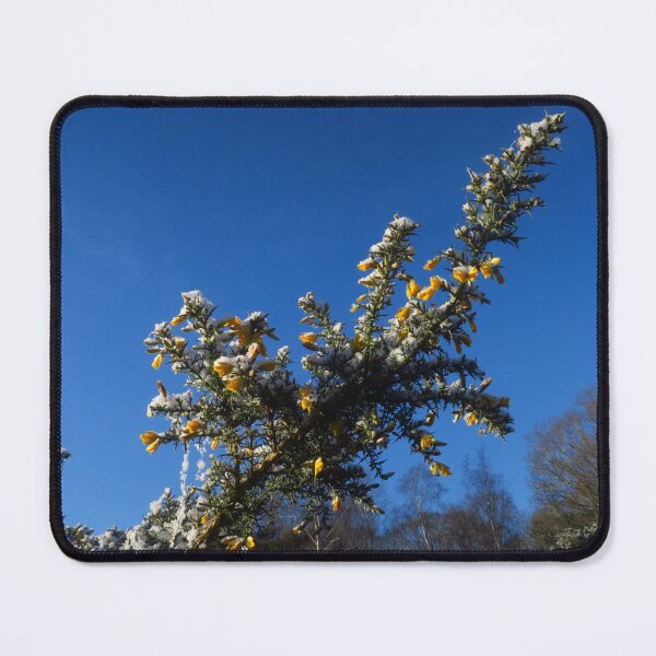 Item preview, Snow, Gorse, Yellow Flowers, Blue Sky designed and sold by wiggyofipswich.