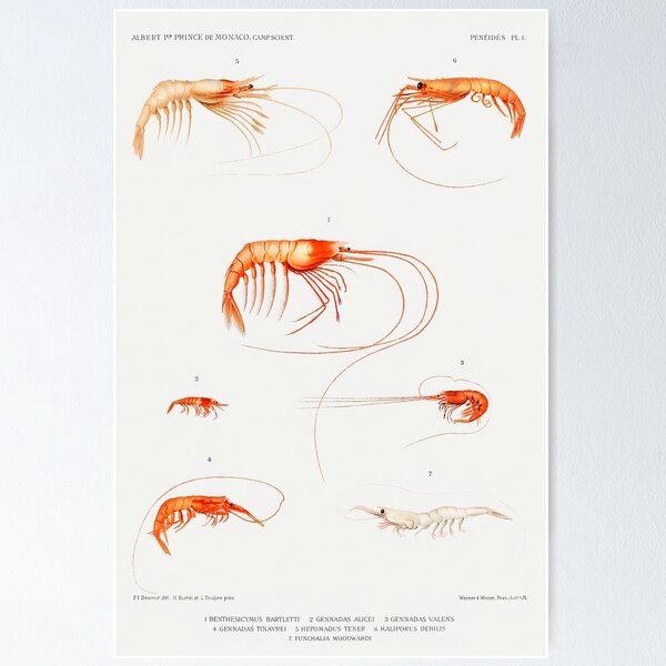 Item preview, Shrimp varieties set illustration from Résultats des Campagnes Scientifiques by Albert I, Prince of Monaco (1848–1922). Original from Biodiversity Heritage Library.  designed and sold by FineArt Rewind.