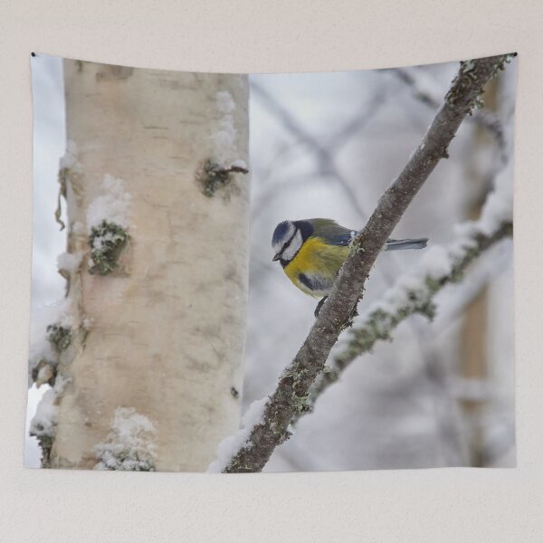 Item preview, Bright colors. Eurasian blue tit designed and sold by Jouko Lehto Photography.