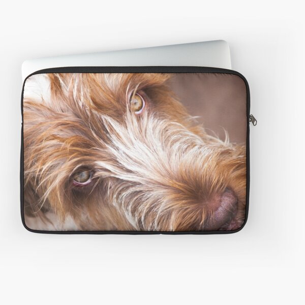 Gazing up Spinone Laptop Sleeve