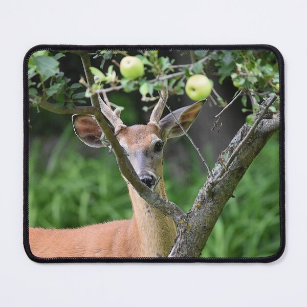 Item preview, White Tail Buck Peaking through Apple Tree Branches designed and sold by NicoleFrederick.