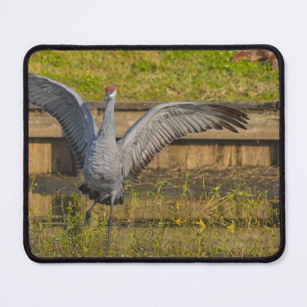 Item preview, A solo sandhill crane stands with its wings spread wide, creating a powerful and striking display designed and sold by EyezWatchin.