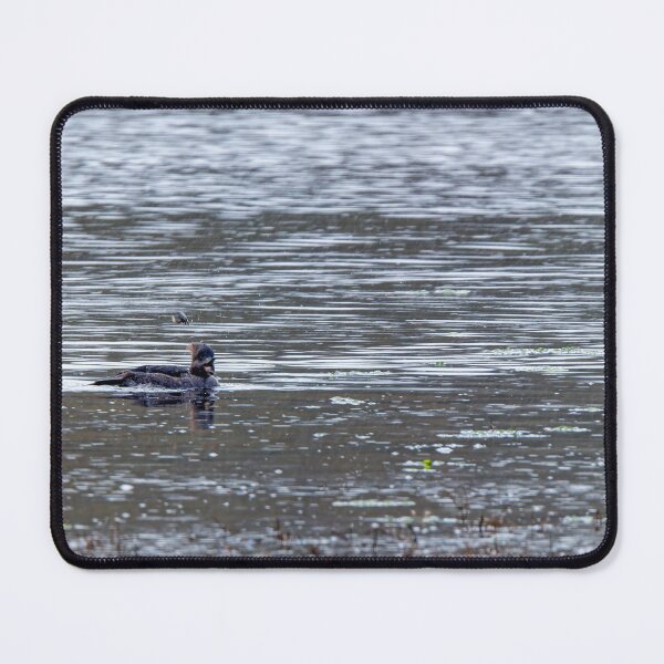 Item preview, Female Hooded Merganser with beak open and crab flying in the air designed and sold by lisavonbiela.