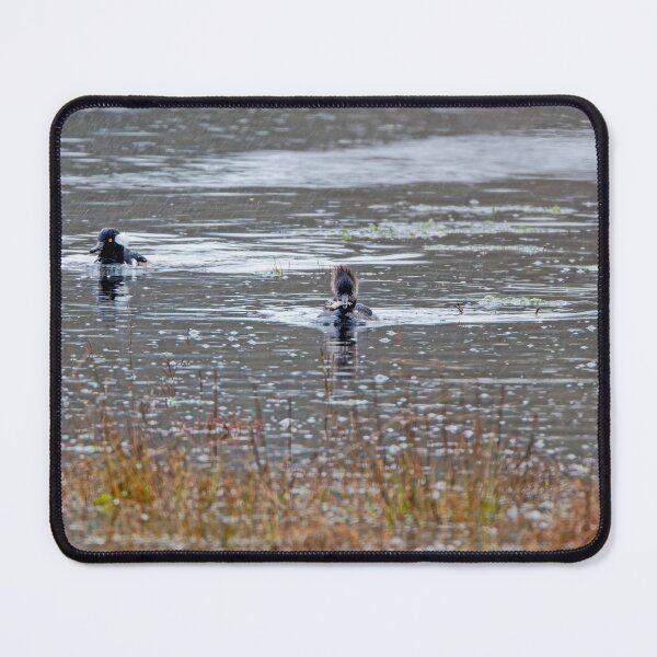 Item preview, Male and Female Hooded Mergansers in the rain with captured crab designed and sold by lisavonbiela.