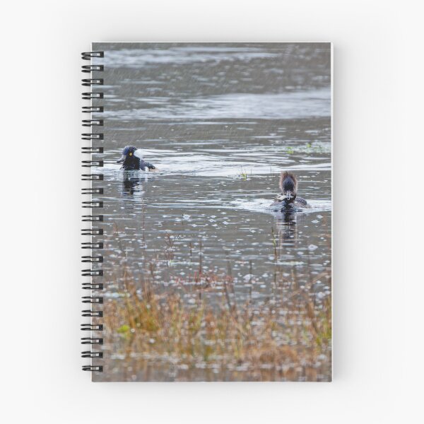 Item preview, Male and Female Hooded Mergansers in the rain with captured crab designed and sold by lisavonbiela.