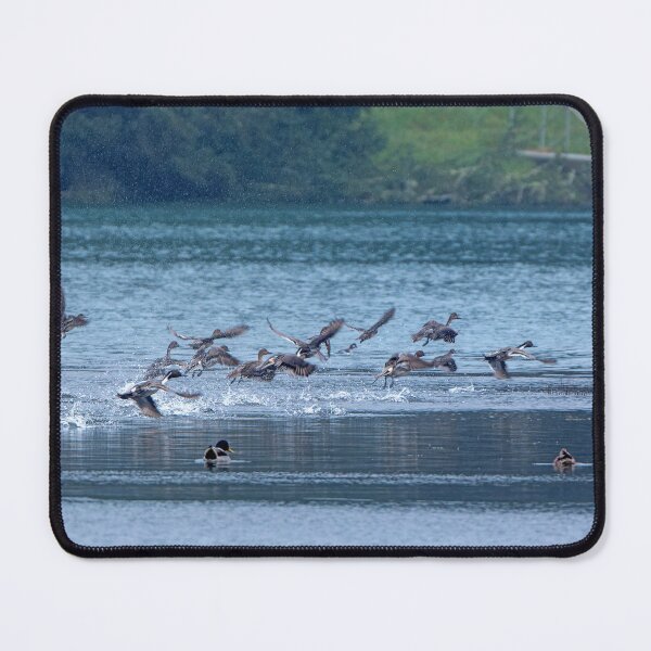 Item preview, Flock of Northern Pintail Ducks taking off designed and sold by lisavonbiela.