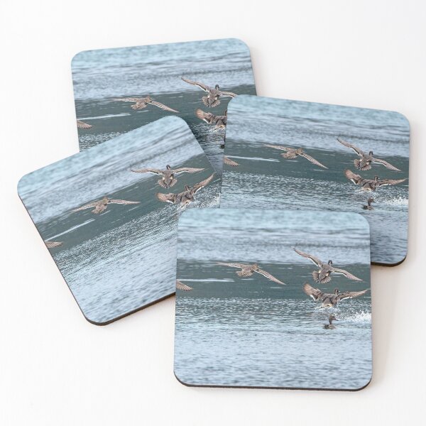 Item preview, Northern Pintail Ducks landing in estuary designed and sold by lisavonbiela.