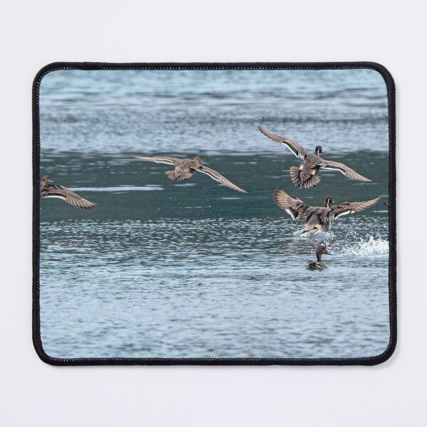 Item preview, Northern Pintail Ducks landing in estuary designed and sold by lisavonbiela.