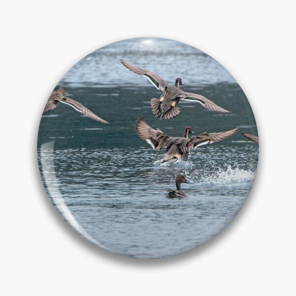 Item preview, Northern Pintail Ducks landing in estuary designed and sold by lisavonbiela.
